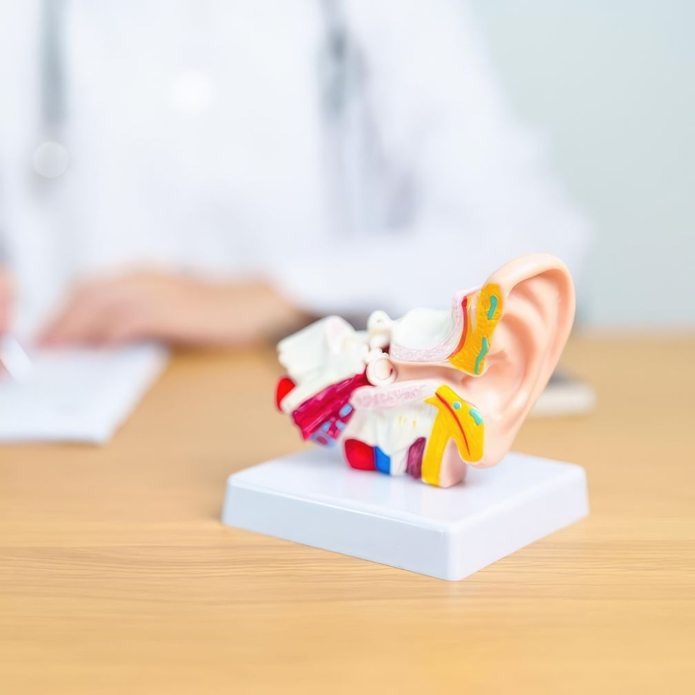 A plastic anatomical model of a human ear sits on a desk, with a person in a white coat blurred in the background, possibly a doctor taking notes.